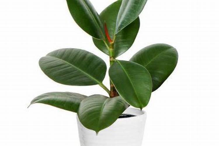 印度榕的养殖方法和注意事项