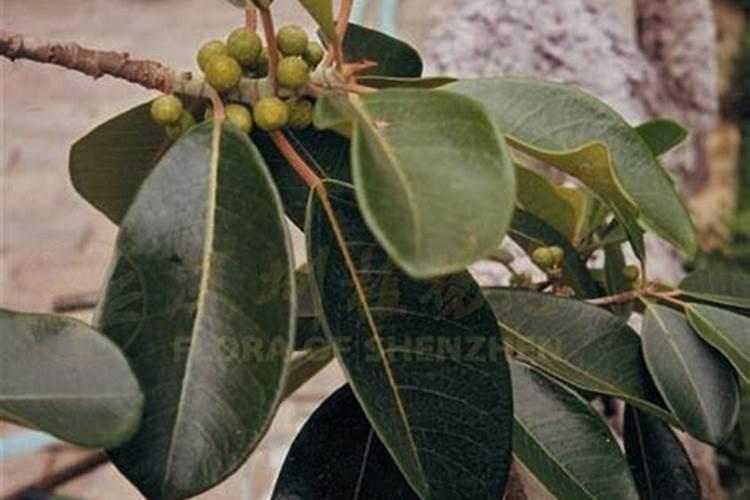 橡皮树秋季怎样施肥