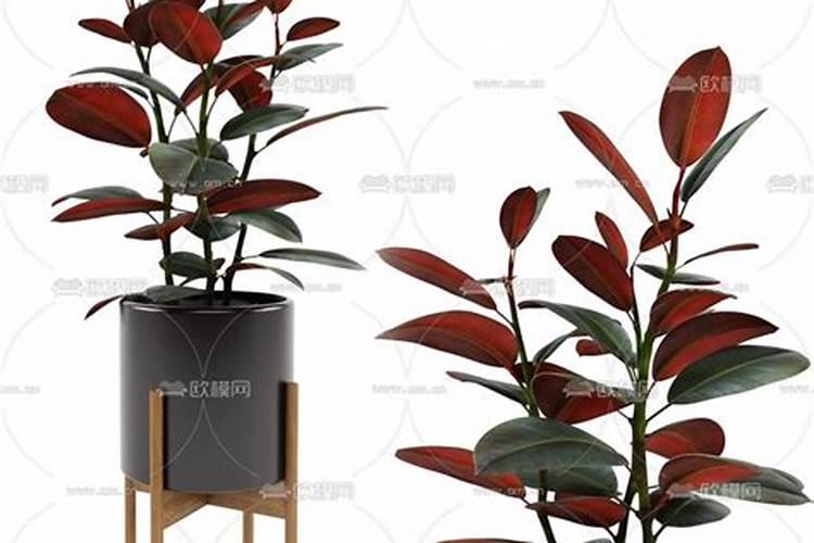 印度榕怎么养殖方法