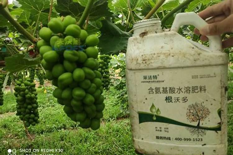 第一年葡萄小苗施什么肥