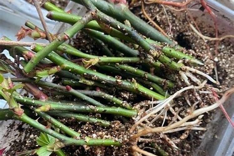 如何种月季花用生根粉