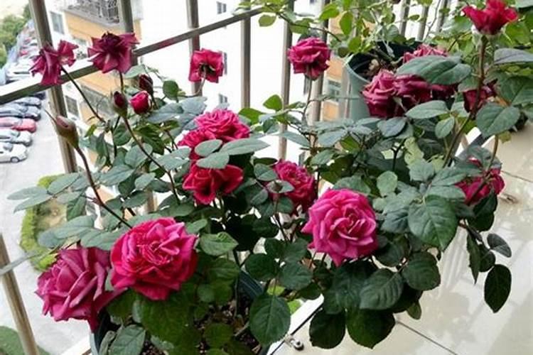 扦插月季怎样能快速生根成活