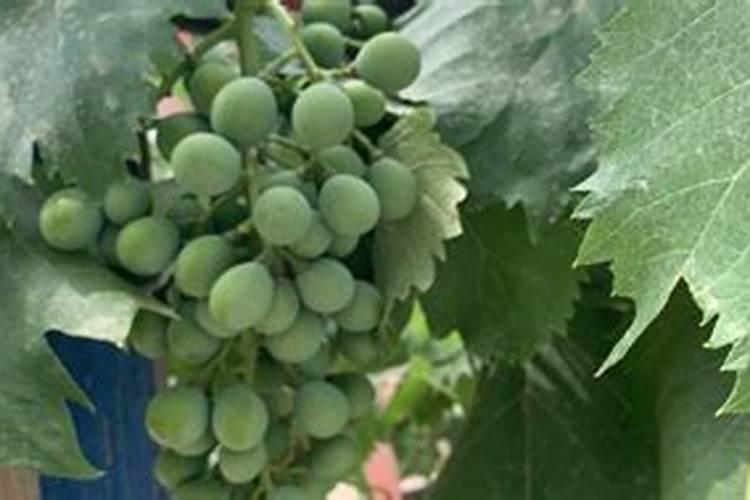 葡萄苗如何种植