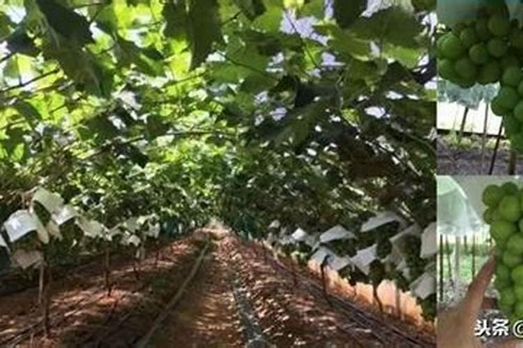葡萄转色期用高磷肥能行不 葡萄上色期施肥注意事项
