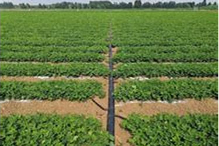 花生追肥用什么肥料好结果多