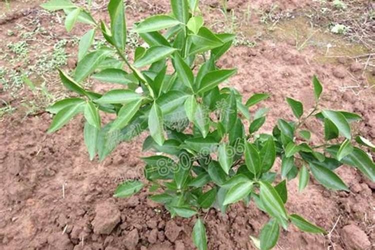 小树几天可以施一次肥？