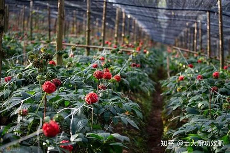 三七黄叶病的原因及治疗处理方法