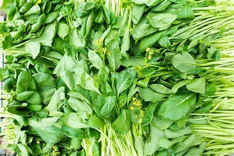 菜心用药过量有啥补救方法我的菜心叶枯萎了