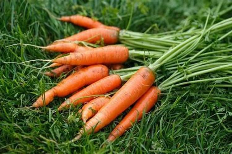 想要确定胡萝卜的最佳种植方式,应该怎么确定呢？