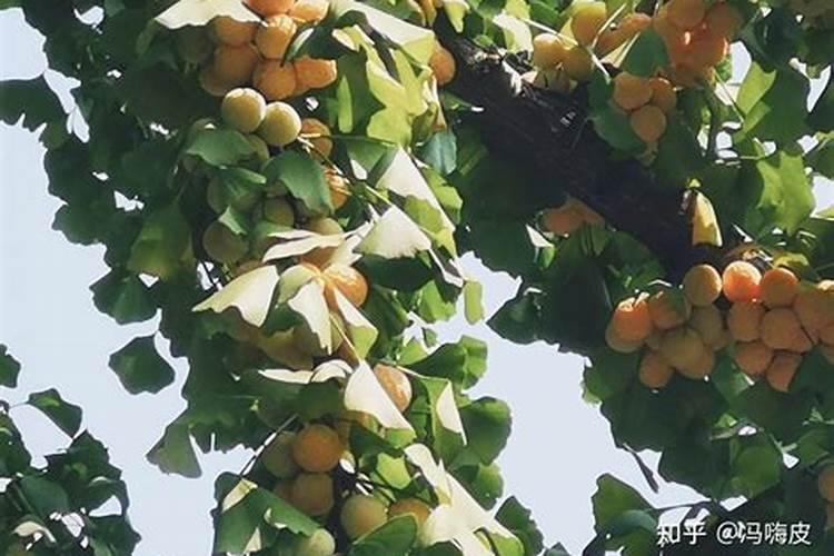 柑橘果实偏小,怎么能让柑橘果实膨大？