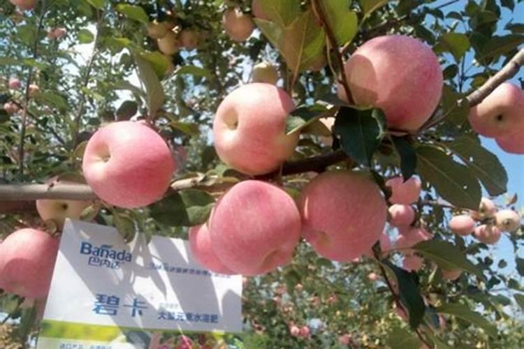 水溶肥给果树上的时候什么时候好