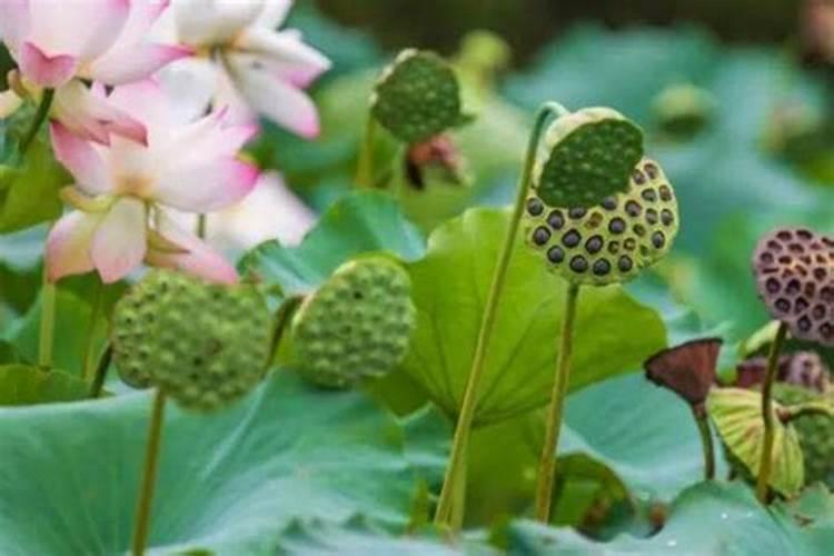 湖南莲子种植技术