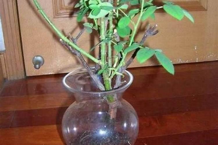 生根水能直接浇土里吗 生根水到底能直接浇土里吗