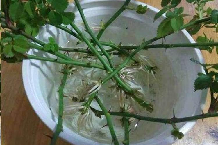 刚买回来的月季花怎么栽