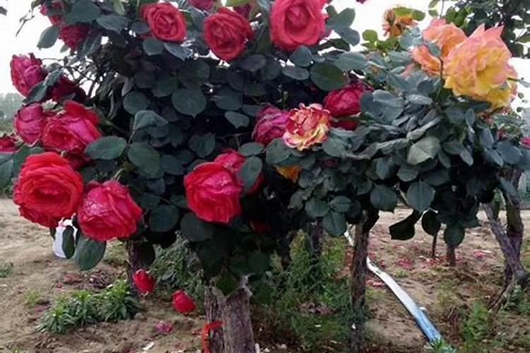 藤本月季怎么施肥