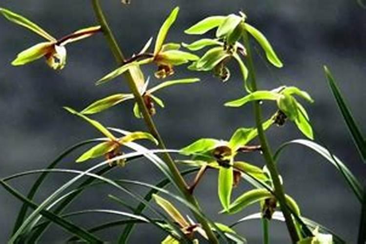 我种的建兰的花茎已经5厘米长了。还可以施肥吗？有必要吗？