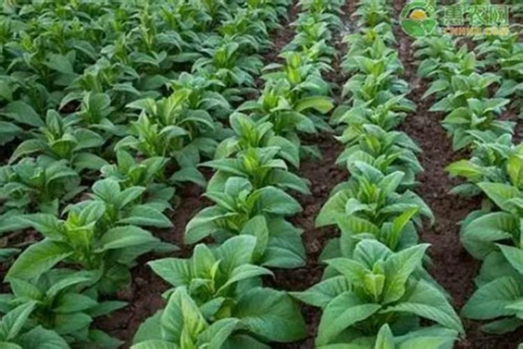 烟叶不上斑的补救措施