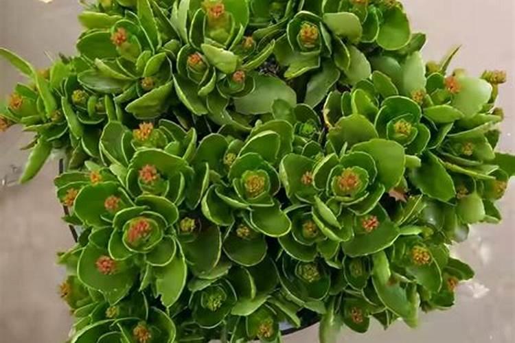 12月打花苞的长寿花怎么施肥