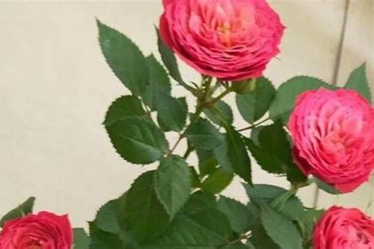 月季花施什么肥料好