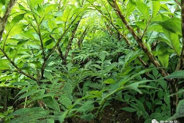 魔芋种植施用什么魔芋复合肥好 魔芋田间管理技术