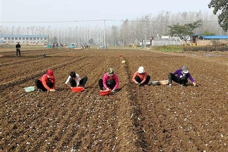 钾硼配施效果好,都有哪些弊端呢？