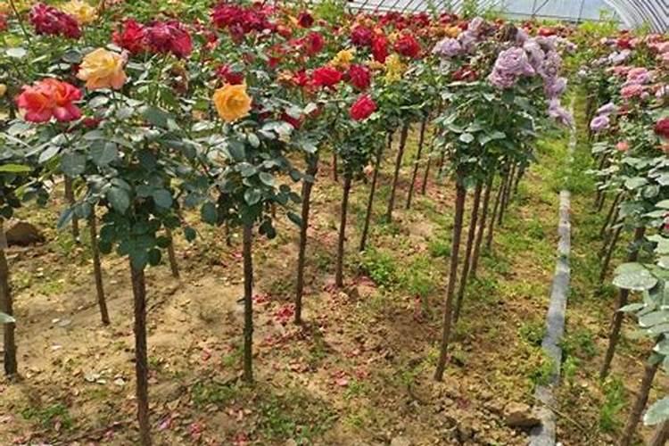 月季的施肥技巧有哪些？