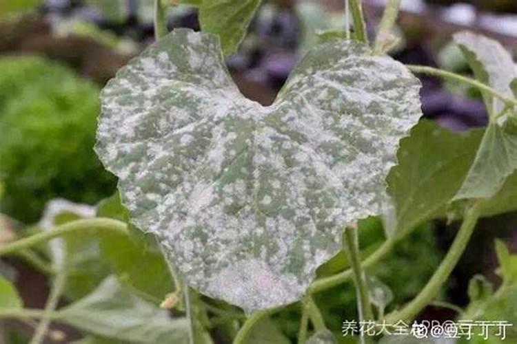 什么样的气候条件下可以诱发白粉？