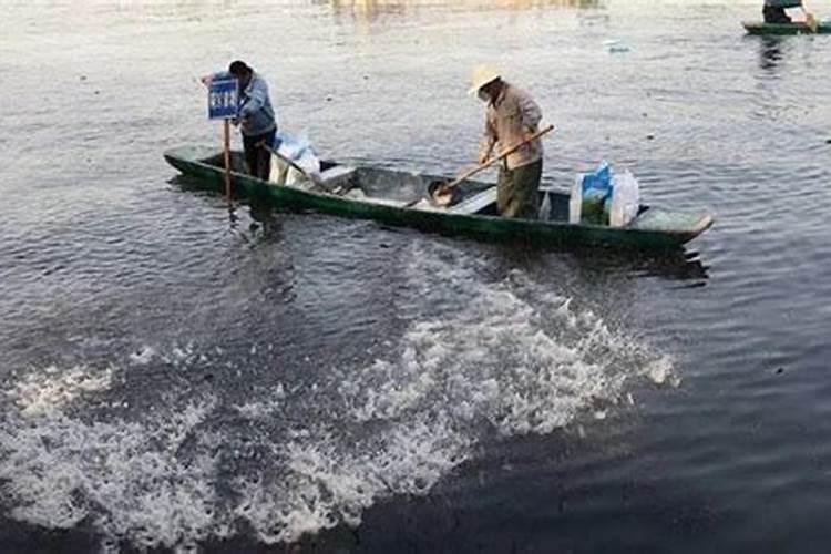 生石灰在水产养殖中有何作用？