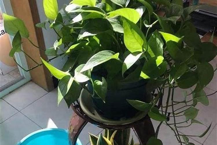 绿萝施肥方法,用什么肥好