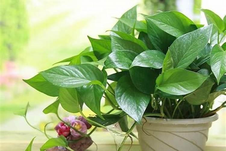 怎么给花补氮肥