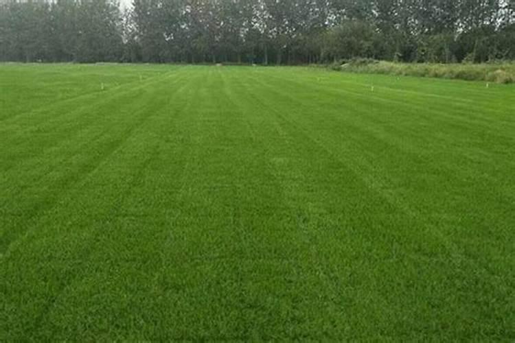 种植草坪一亩地用多少肥