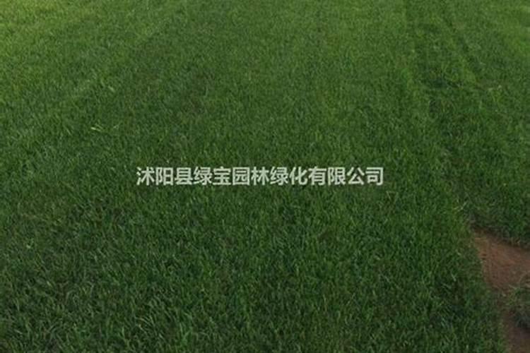 草坪一般怎么施肥,一般用量是多少,一年用几次肥