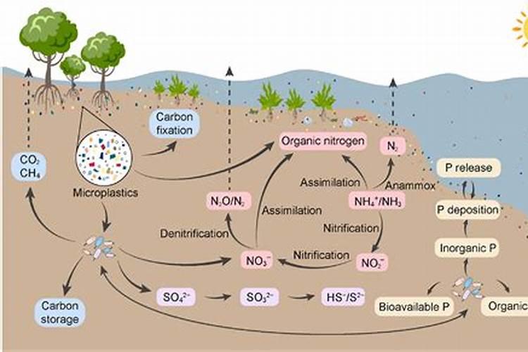 氮、磷、钾、硫对植物的生长有什么作用？