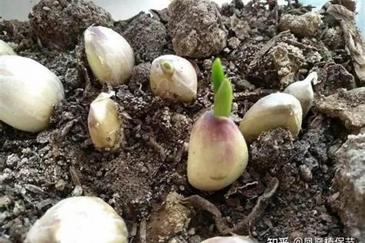 大蒜出苗后用什么肥料追肥