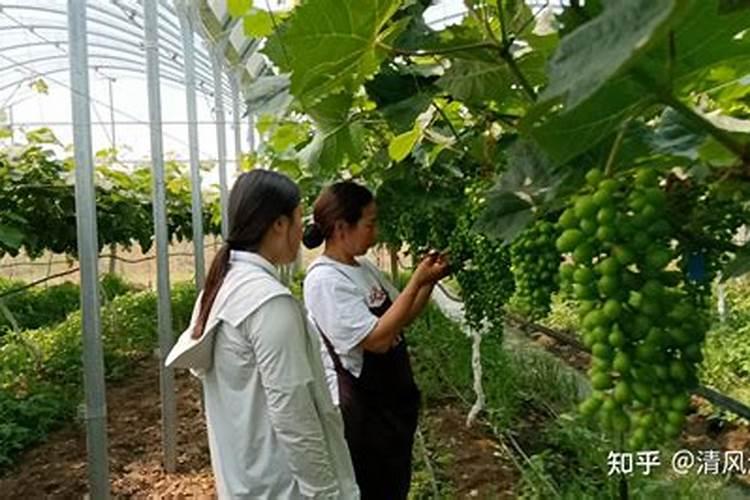 镁肥在农业上有什么作用？