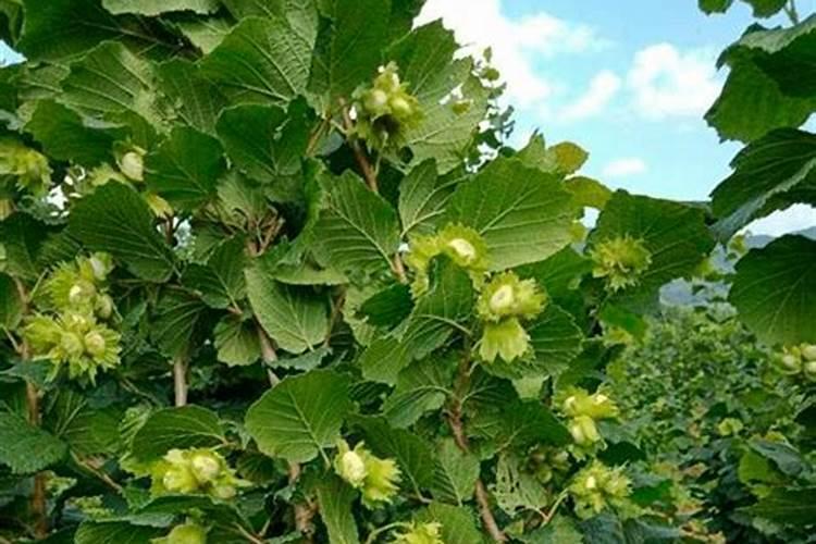 平欧大榛子树尖卷叶是什么病,打什么药