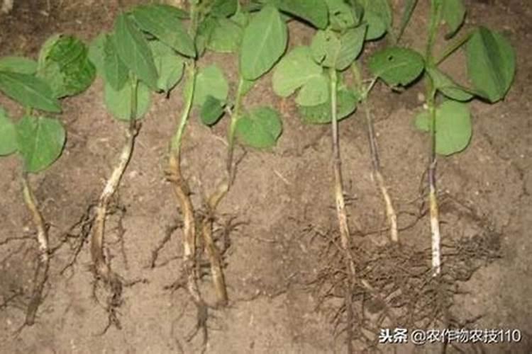 毛豆喜欢什么肥料