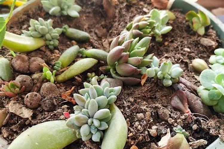 多肉植物用什么肥料好？