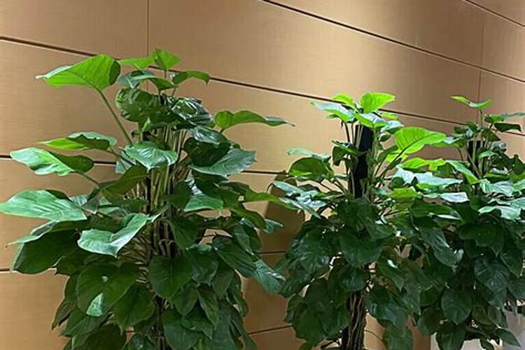 多肉植物需要什么肥料