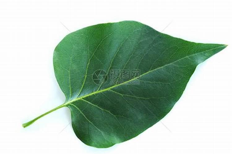 多肉植物需要什么肥料