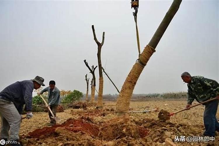 如何让新移栽的苗木尽快生根发芽？