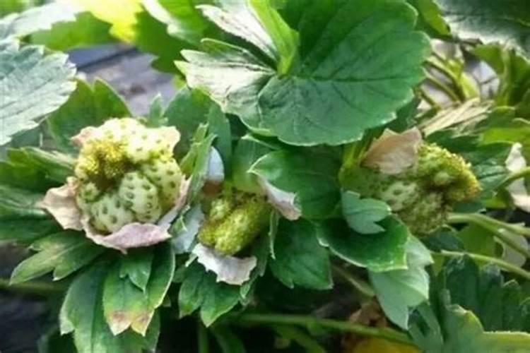 菜豆花叶病毒病发病因素