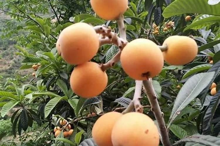 枇杷挂果后可以施硼肥吗？