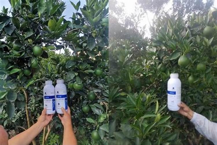 脐橙什么时候施脐橙水溶肥 施脐橙水溶肥方法有哪些