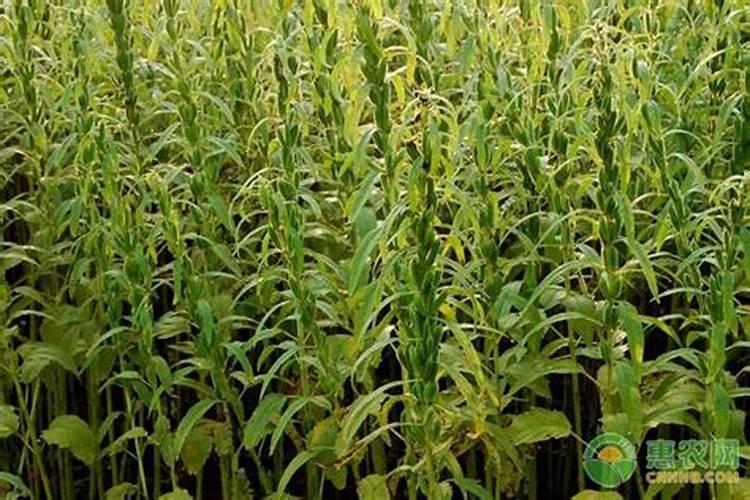 叶面肥与农药混配的注意事项