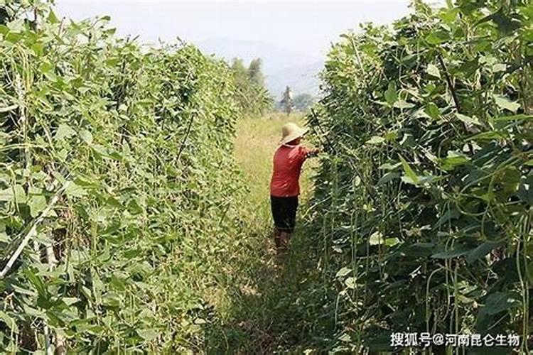 无根铁树能上化肥吗