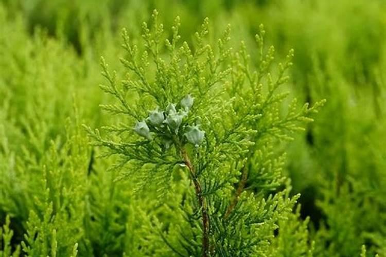 侧柏腐叶能养花吗？