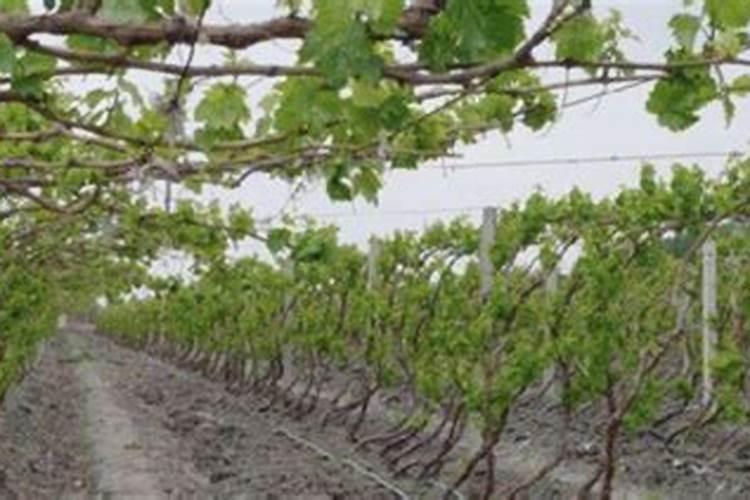 家庭怎样种植葡萄树？自己小院种了棵葡萄树,求浇水施肥剪枝经验。百 ...