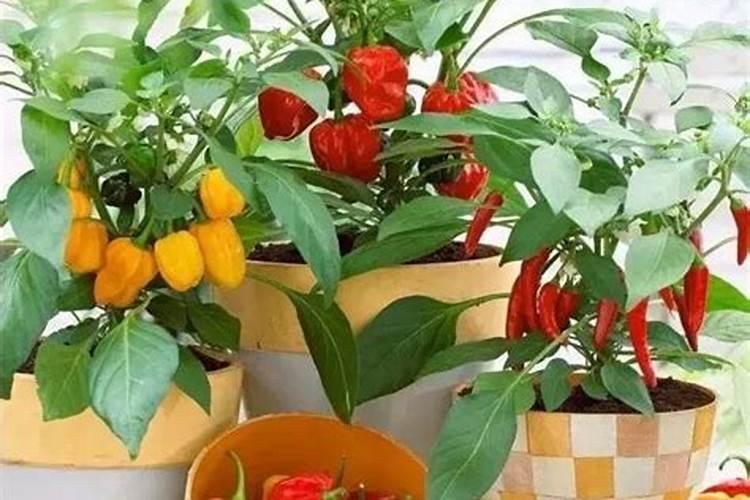 朝天辣椒落花的厉害 应该打什么药保花保果呢