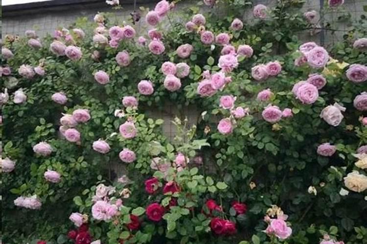 连续下雨露养的月季怎么办